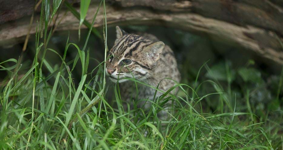 Fishing cat at Port Lympne Hotel & Reserve in Kent