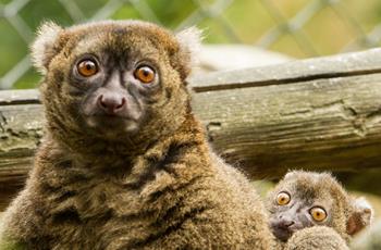 Greater Bamboo Lemur