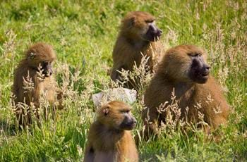 Guinea Baboon