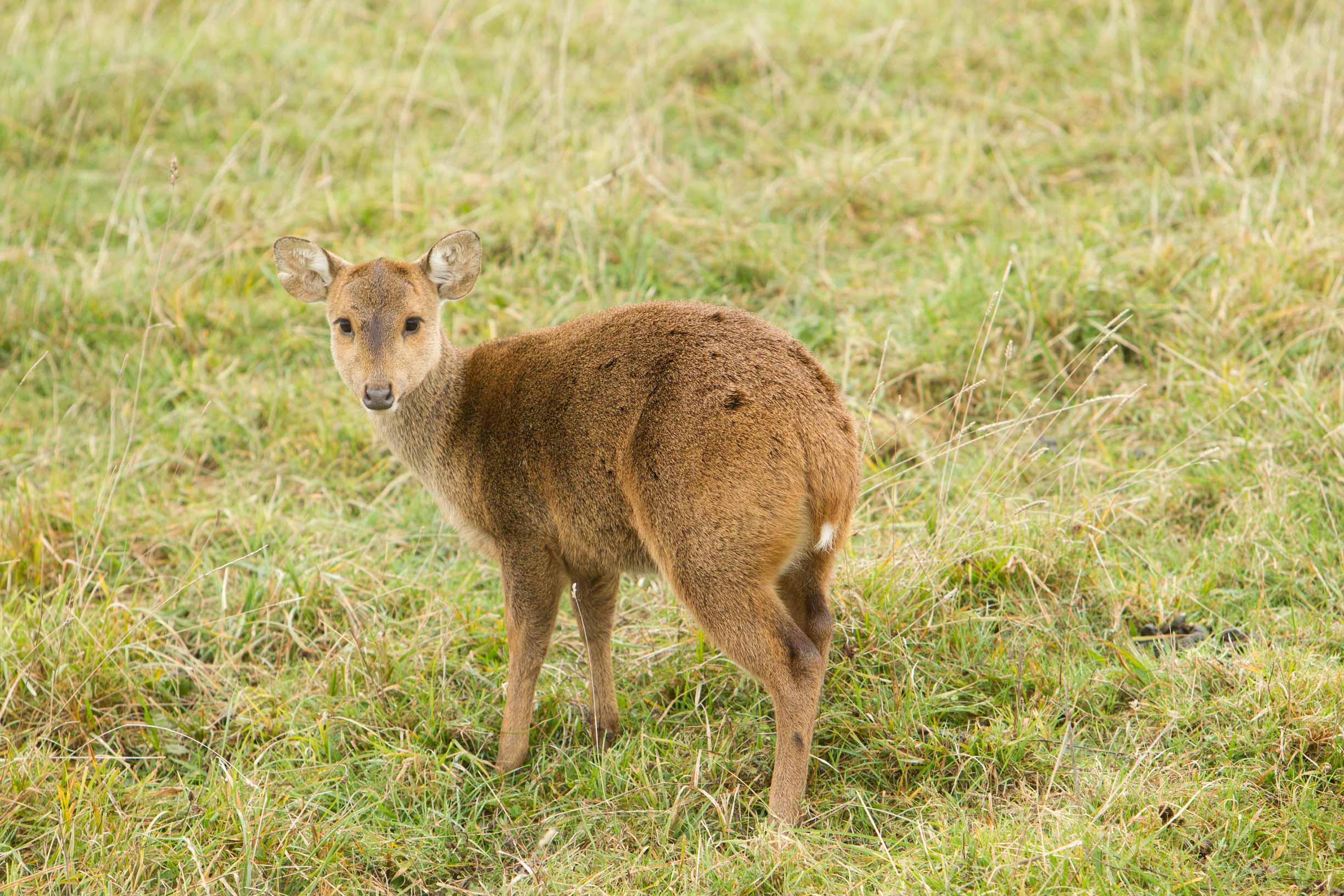 Hog Deer