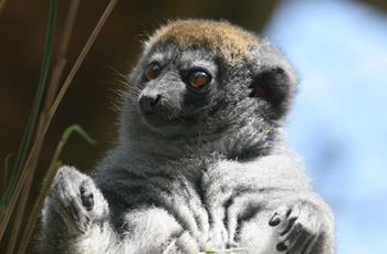 Lesser Bamboo Lemur