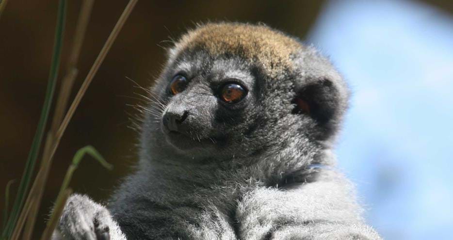 Lesser bamboo lemur at Port Lympne Hotel & Reserve in Kent