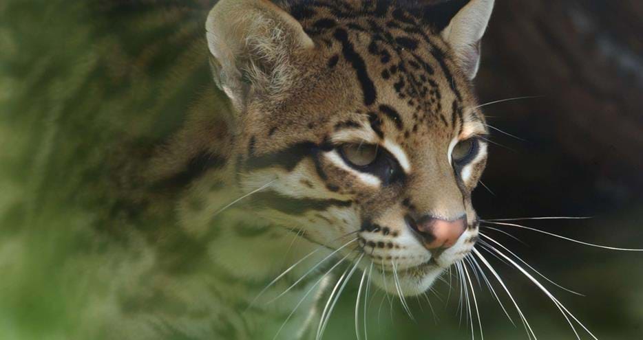Ocelot at Port Lympne Hotel & Reserve in Kent