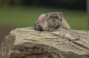 Pallas Cat