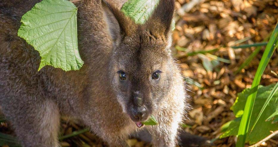 Red necked wallaby at Port Lympne Hotel & Reserve in Kent