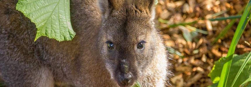 Red necked wallaby at Port Lympne Hotel & Reserve in Kent