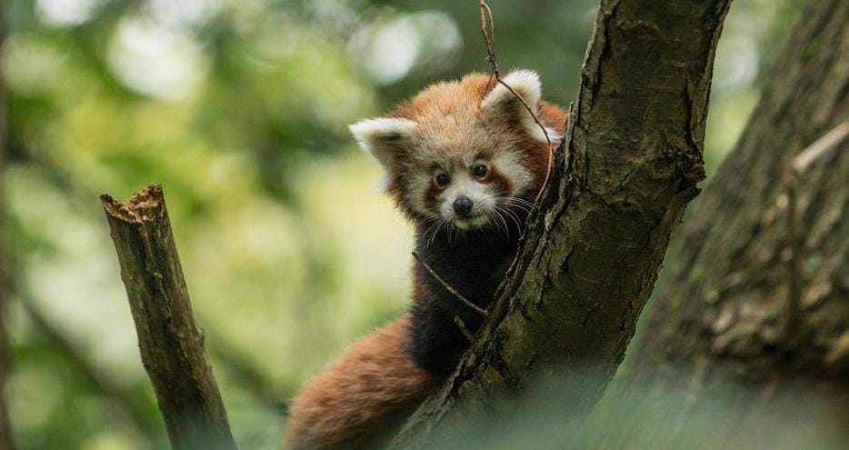 Red panda at Port Lympne Hotel & Reserve in Kent