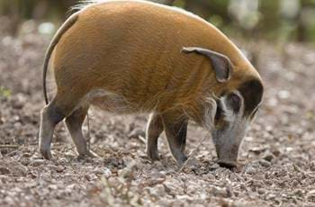 Red River Hog