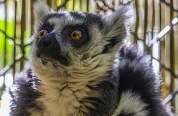 Ring Tailed Lemur