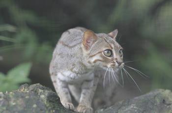 Rusty Spotted Cat