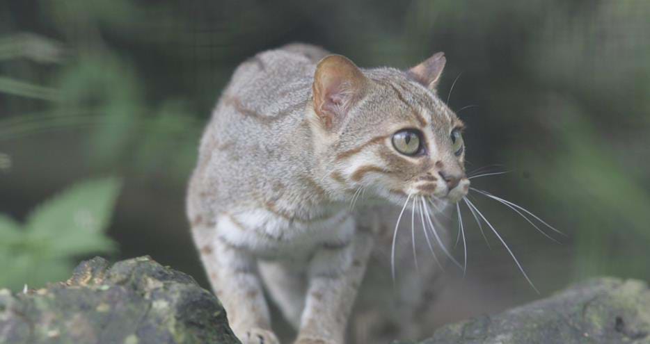 Rusty spotted cat at Port Lympne Hotel & Reserve in Kent, UK