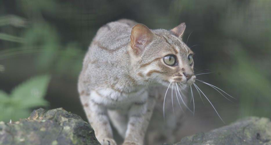 Rusty Spotted Cat | The Aspinall Foundation