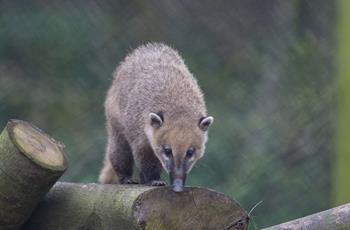 South American Coati