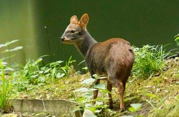 Southern Pudu
