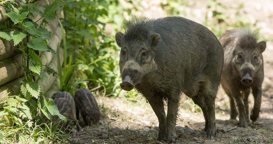Visayan warty pigs at Port Lympne Hotel & Reserve in Kent, UK