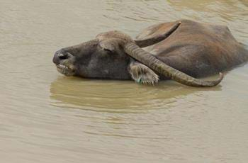 Asian Water Buffalo