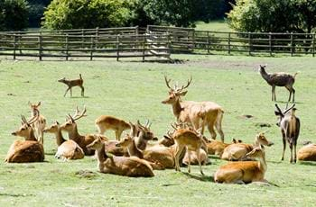 Barasingha