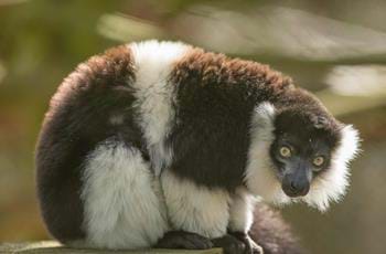 Belted Ruffed Lemur