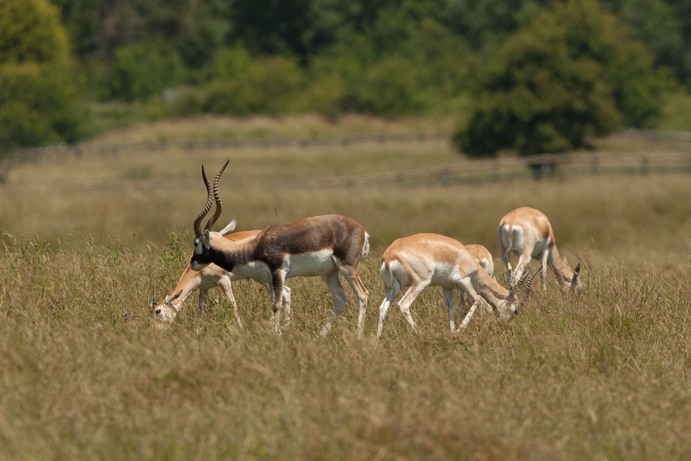 Blackbuck