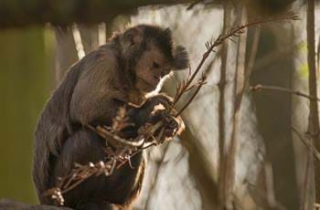 Black Capped Capuchin