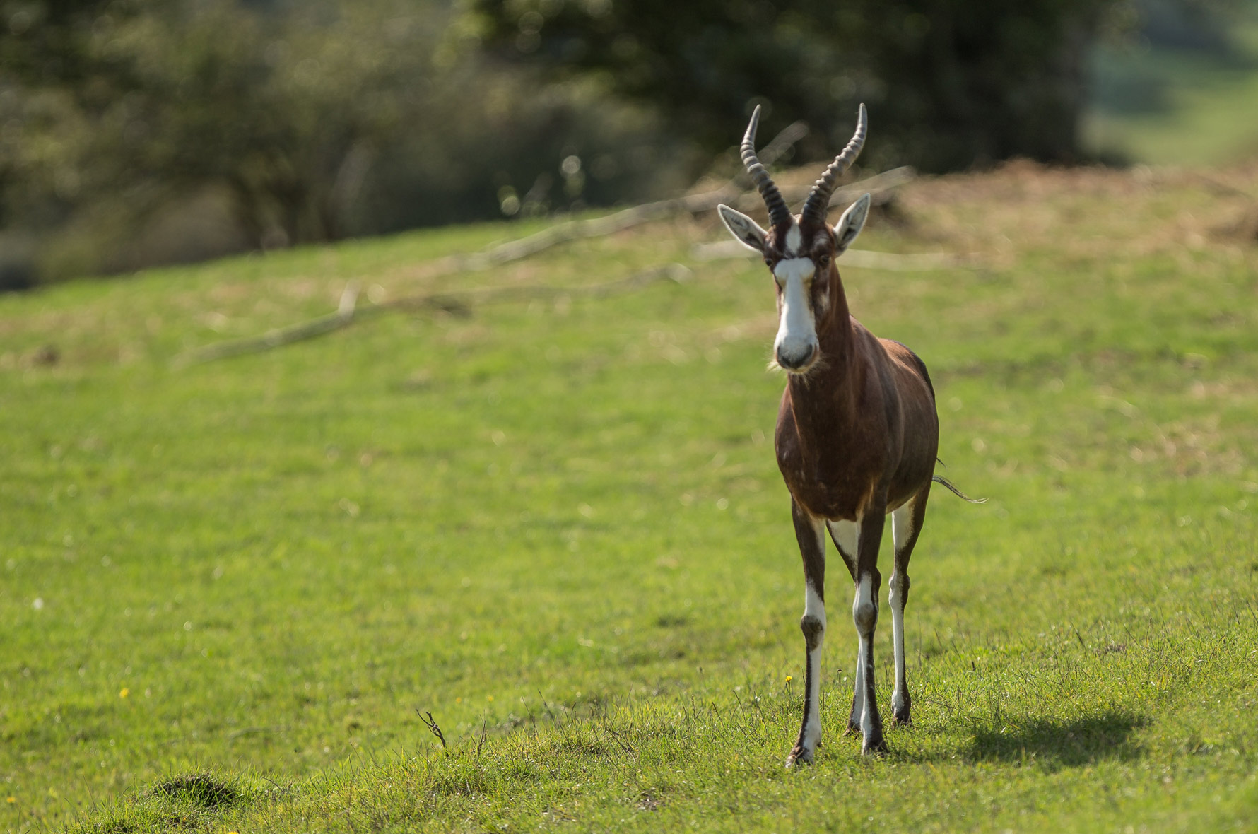 Blesbok at Port Lympne Hotel & Reserve in Kent, UK