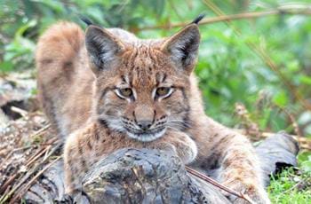 Carpathian Lynx