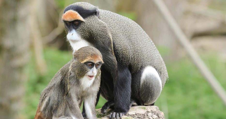 De Brazza at Port Lympne Hotel & Reserve in Kent, UK