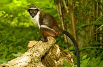 Diana Monkey