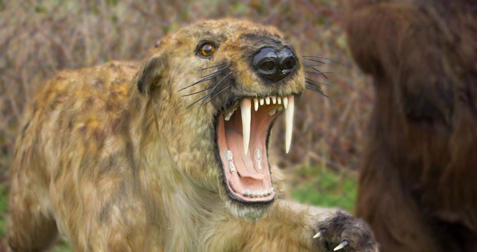 Smilodon at Animals of the Ice Age at Howletts Wild Animal Park in Kent
