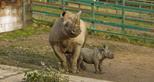 Male black rhino calf born at Port Lympne Reserve January 2018