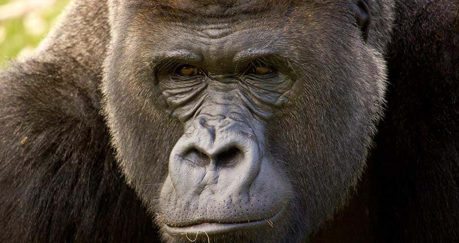 Silverback gorilla at Port Lympne Hotel and Reserve in Kent, UK