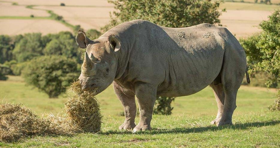 Black rhinoceros on the safari at Port Lympne Reserve in Kent, UK