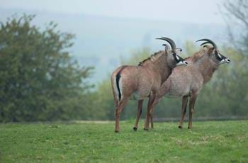Roan Antelope