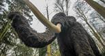 Woolly mammoth at Animals of the Ice Age at Howletts Wild Animal Park