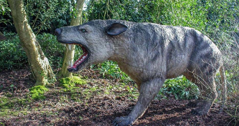 Hyaenadon at Animals of the Ice Age at Howletts Wild Animal Park in Kent