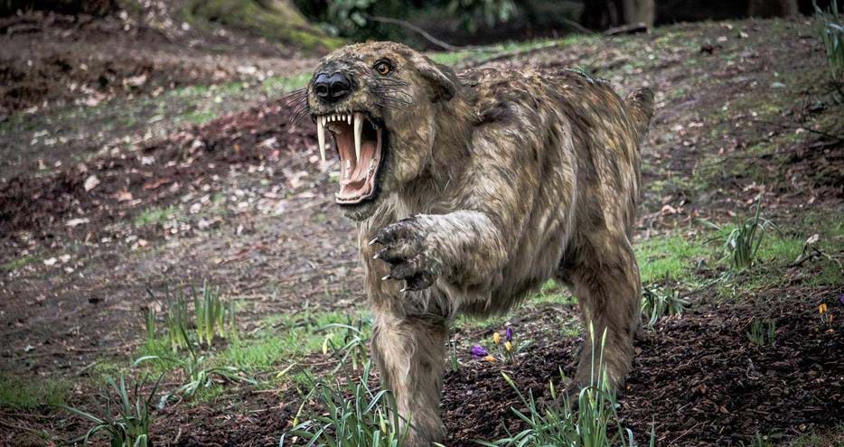 Smilodon at Animals of the Ice Age at Howletts Wild Animal Park in Kent