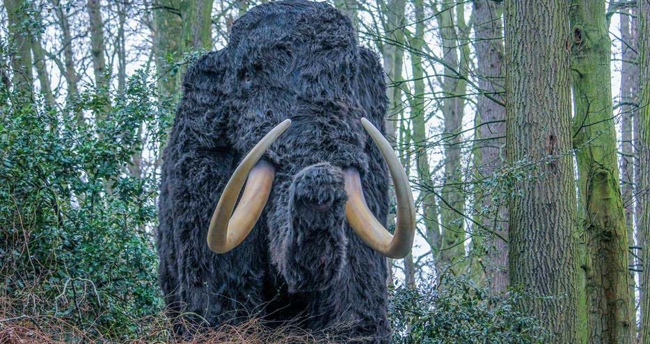 Mammoth at Animals of the Ice Age at Howletts Wild Animal Park, Kent.