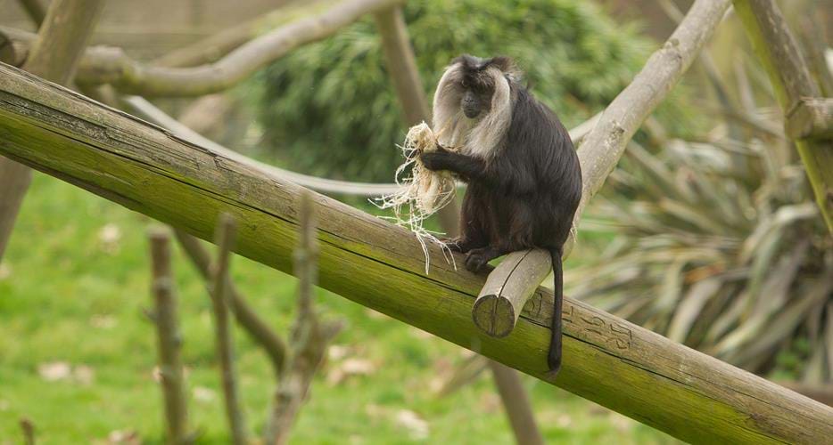 Lion tailed macaque | The Aspinall Foundation