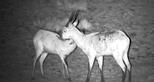 See wildlife on safari with night vision binoculars at Port Lympne Hotel and Reserve