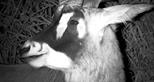 See wildlife on safari with night vision binoculars at Port Lympne Hotel and Reserve