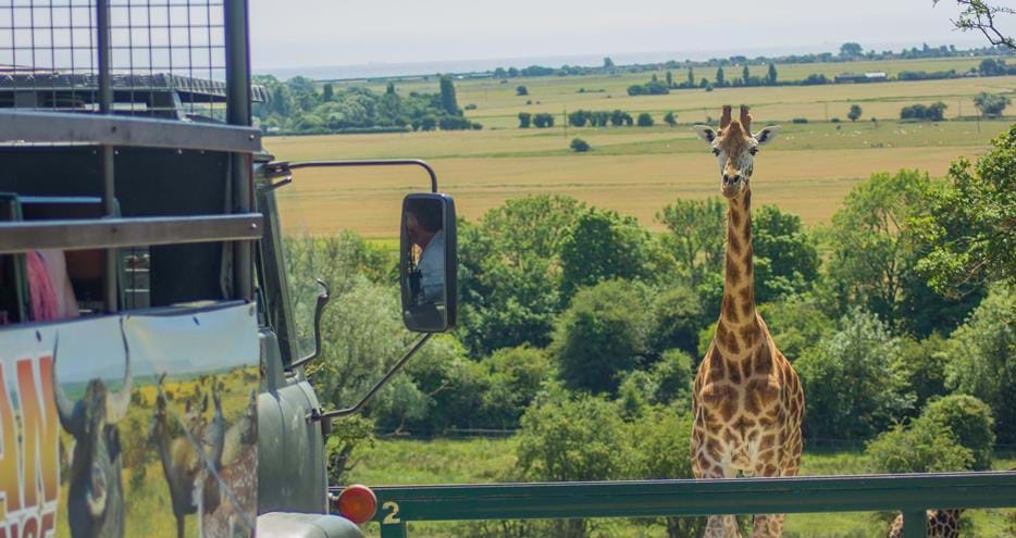 See giraffes on a safari day out in Kent at Port Lympne Hotel & Reserve in Kent, UK