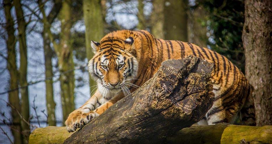 Amur or Siberian tiger at Port Lympne Hotel & Reserve in Kent, UK