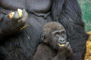 Western Lowland Gorilla