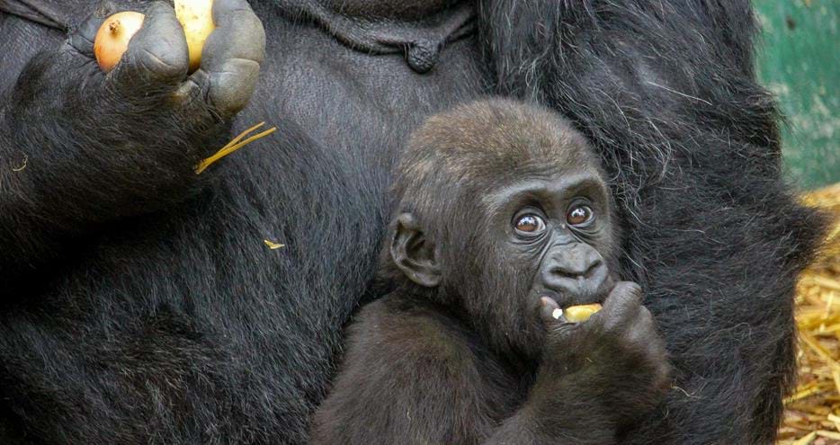 Western Lowland Gorilla baby at Port Lympne Hotel & Reserve in Kent, UK