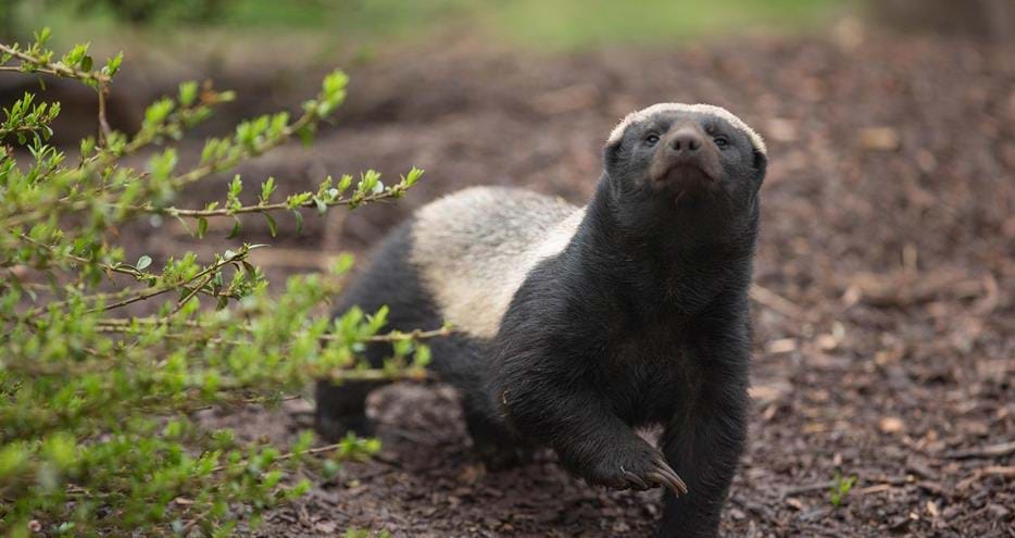 UK's only honey badgers at Howletts Wild Animal Park in Kent