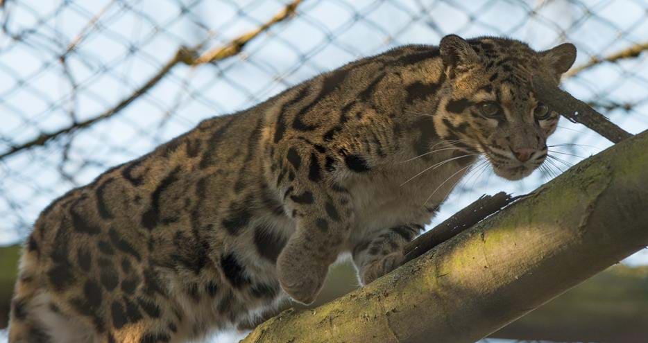 Clouded leopard at Howletts Wild Animal Park in Kent