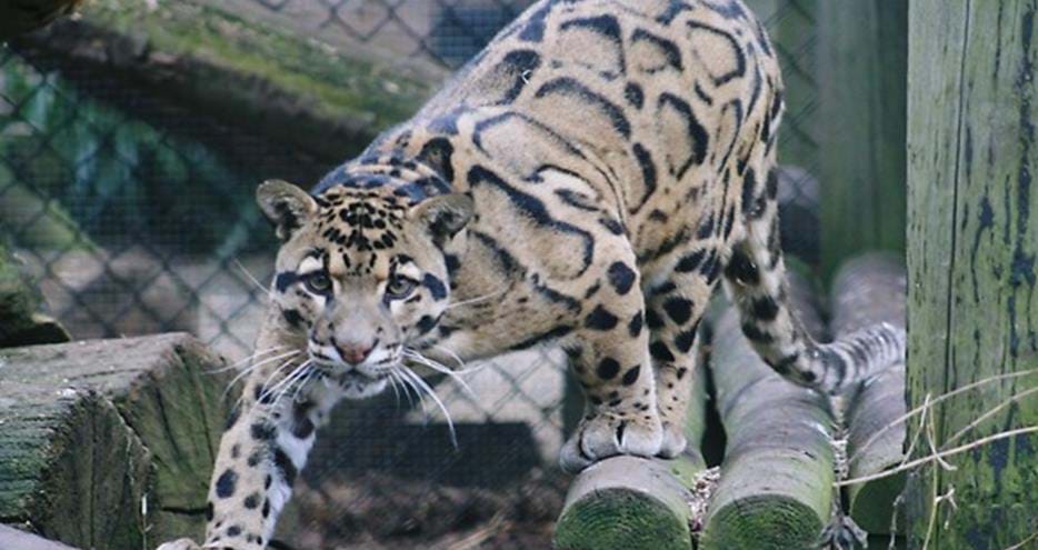 Clouded leopard at Howletts Wild Animal Park in Kent