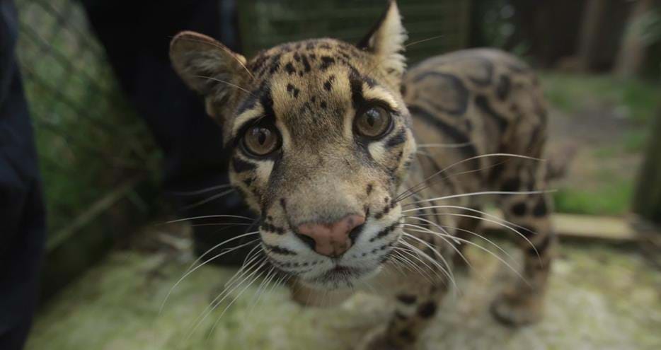 Clouded leopard Matsi at Howletts Wild Animal Park in Kent