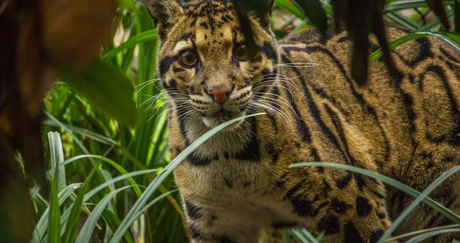 Clouded leopard at Howletts Wild Animal Park in Kent