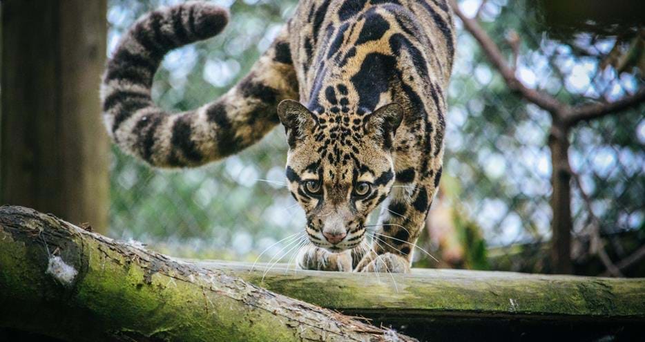 Clouded leopard at Howletts Wild Animal Park in Kent